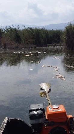 Eber Gölü’nde balık ölümleri yaşanıyor