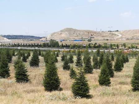Gazeteciler Hatıra ormanı oluşturuldu
