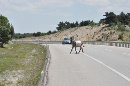 Karayolundaki eşek sürücülere zor anlar yaşattı