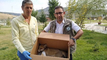 Kızıl Tilkiler Afyon’da