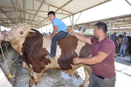 Kurban pazarlarına ilgi büyük