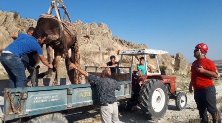 Mahsur kalan ineği AKUT kurtardı
