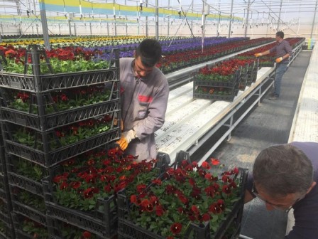 Sandıklı serasının çiçekleri caddelerimizi süsleyecek