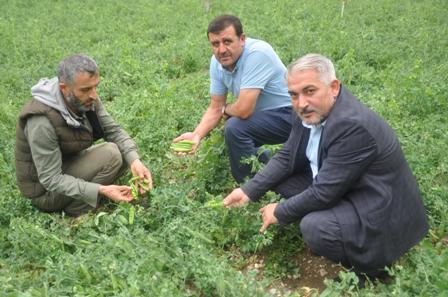 Sinanpaşa’da bezelyenin tanıtımı yapılacak