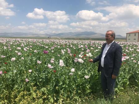 Taytak Haşhaş ekimi yapılan tarlaları inceledi