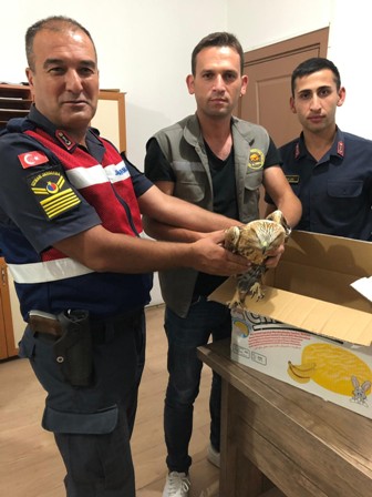 Yaralı kızıl şahine jandarma ekipleri sahip çıktı