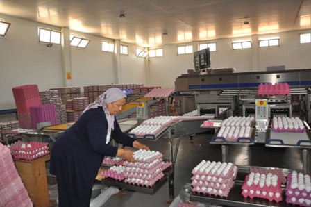 Yumurta üreticileri sıkıntıda