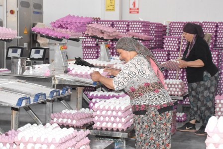 Yumurta üreticilerinin gözü Irak pazarında