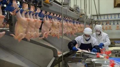 TÜİK: Tavuk Eti Üretimi 230 Bin Tona Yaklaştı, Yumurta Üretimi 1,68 Milyar Adet Oldu