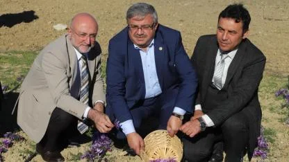 AFSÜ’de Safran Hasadı Etkinliği Gerçekleştirildi