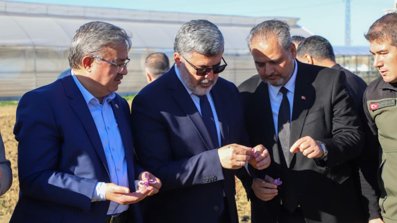 AFSÜ’de Safran Hasadı Etkinliği Gerçekleştirildi