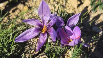 AFSÜ’den Tıbbi İlaçta Yeni Dönem: Safran Hasadı Başladı!