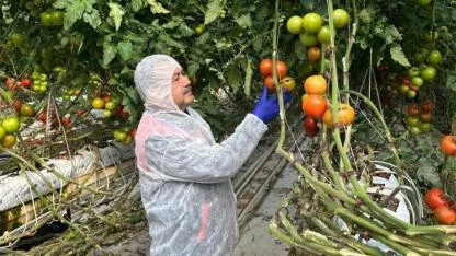 Afyonkarahisar'da Domateste Verim ve Kalite Alarmı
