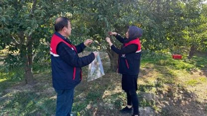 Avrupa’ya Giden Afyon Kirazına Zararlı Denetimi!