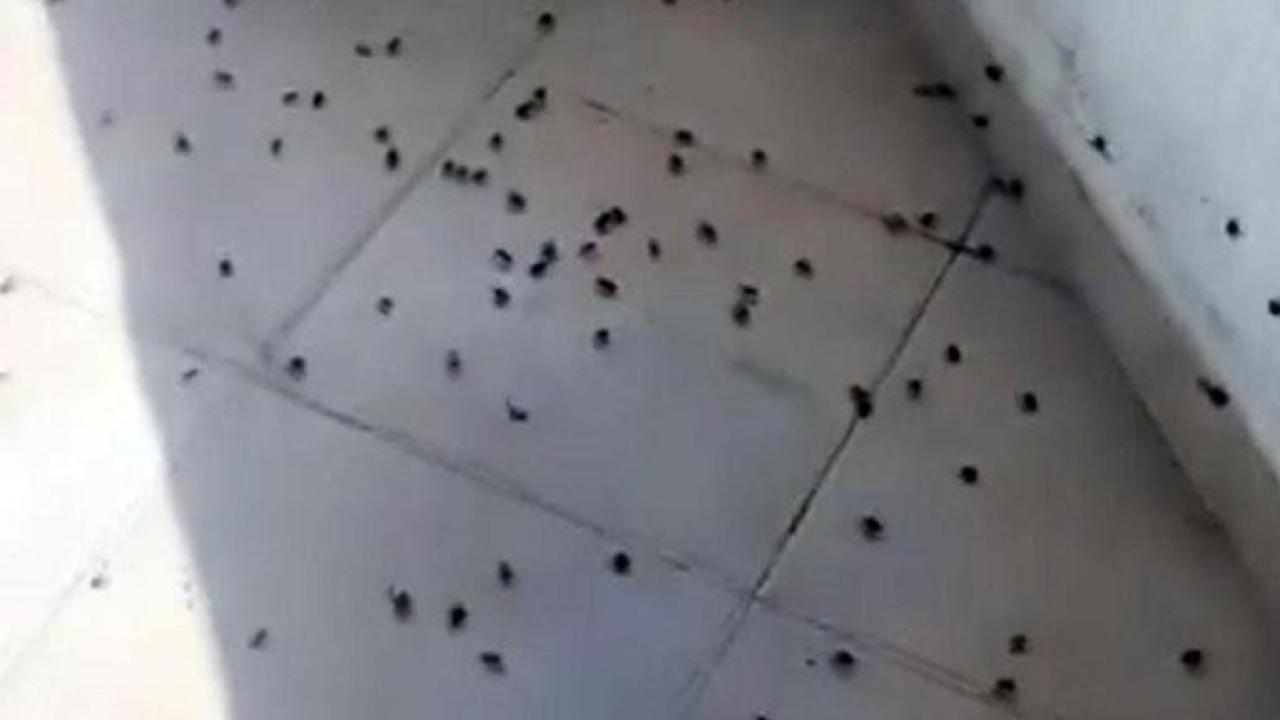 Bartın&#039;da Kokarca İstilası: Evler ve Arabalar Bile İstila Edildi!