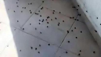 Bartın'da Kokarca İstilası: Evler ve Arabalar Bile İstila Edildi!