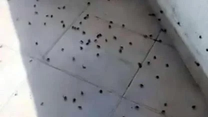 Bartın'da Kokarca İstilası: Evler ve Arabalar Bile İstila Edildi!