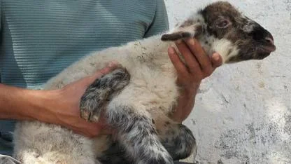 Beş Bacaklı Kuzu Doğdu
