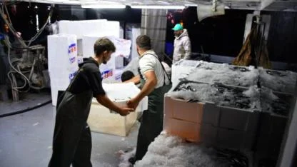 Hamsi Sezonu Erken Açıldı: Tezgâhlar Şimdiden Şenlendi