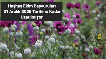 Haşhaş Ekiminde Başvuru Tarihi Uzatıldı