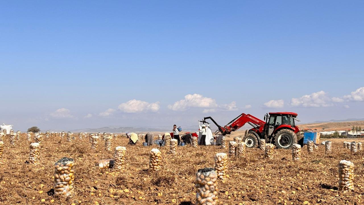 İhsaniye’de Kışlık Patates Sökümü Devam Ediyor