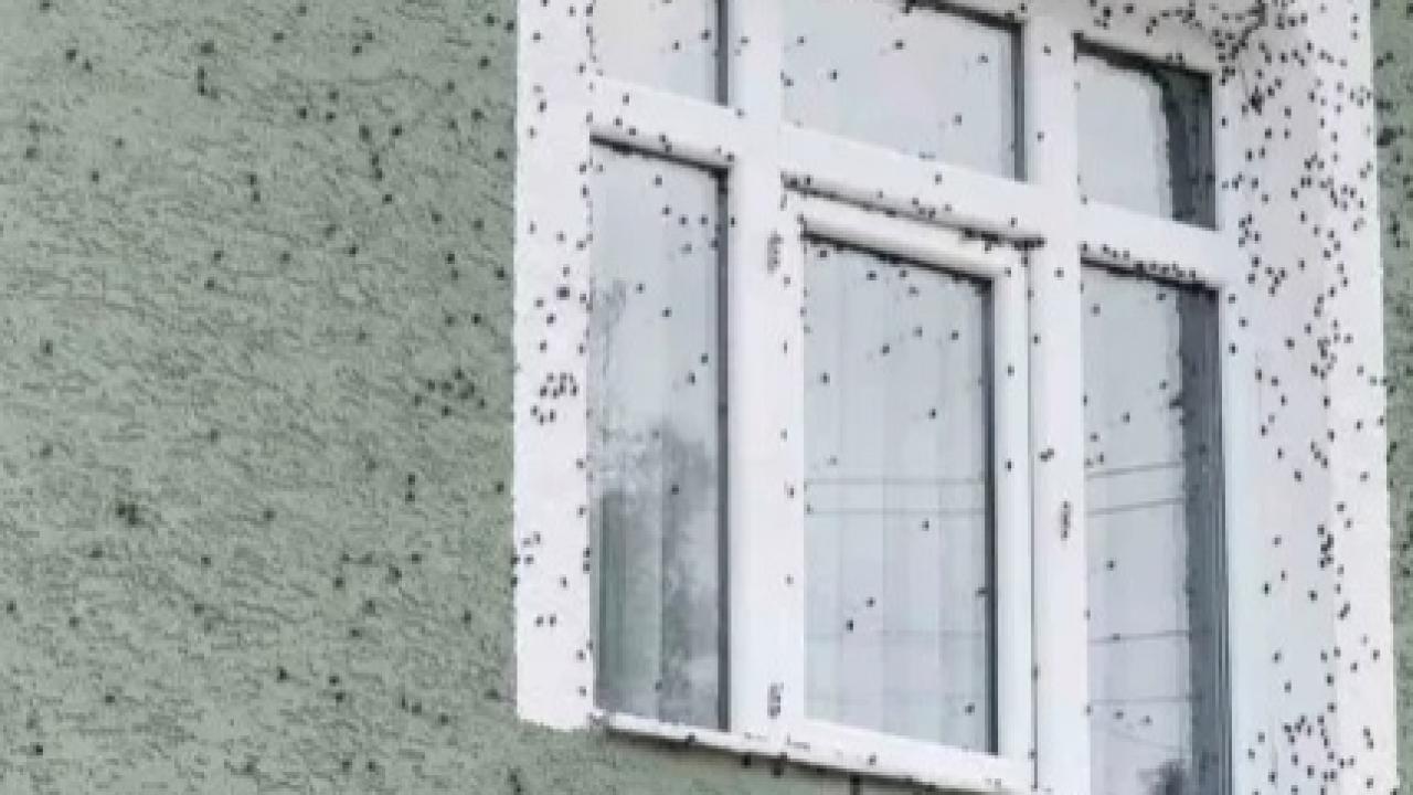 İstila Büyüyor: Kahverengi Kokarcalar Binaları Sardı
