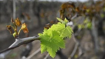 Meteoroloji'den Uyarı: Bu Gece Zirai Don Bekleniyor!
