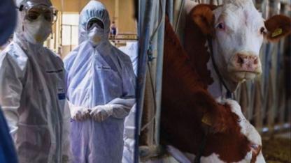 Deli Dana Hastalığı Nedir, Belirtileri Neler? Ankara’dan Sonra Bolu’da da Vaka Görüldü!