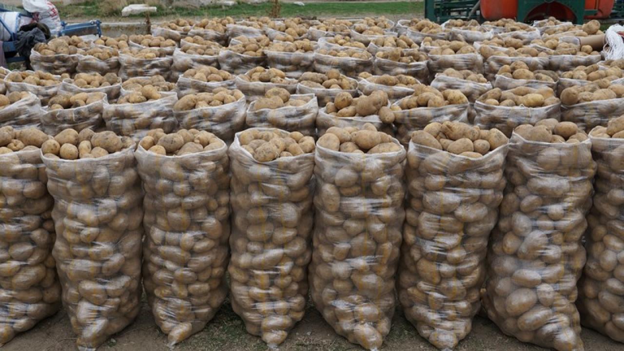 Şuhut’ta Patates Hasadında Son Günler