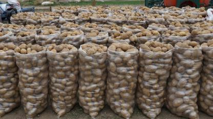 Şuhut’ta Patates Hasadında Son Günler
