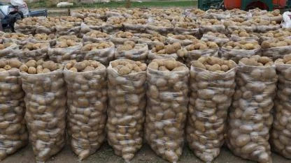 Şuhut’ta Patates Hasadında Son Günler