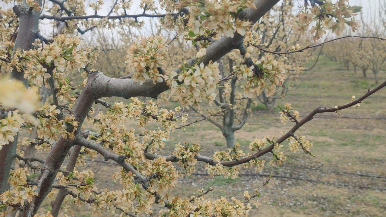 Zirai Dondan Etkilenen Çiftçilere Destek Ödemeleri Başladı