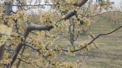 Zirai Dondan Etkilenen Çiftçilere Destek Ödemeleri Başladı