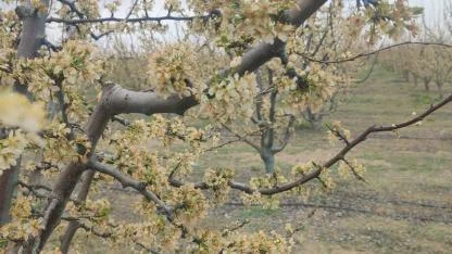 Zirai Dondan Etkilenen Çiftçilere Destek Ödemeleri Başladı