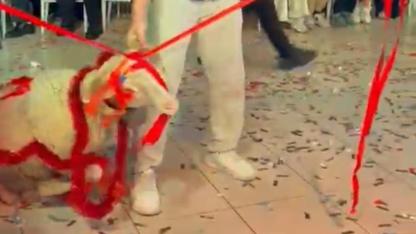 Afyon Düğününden Sıra Dışı Kareler: "Kuzucu Adama Kuzu Yakışır"