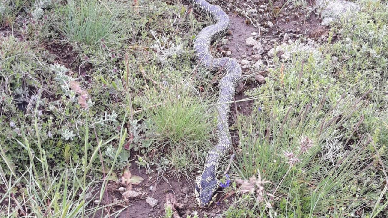 Afyon Şuhut&#039;ta Doğa Uyarısı: Engerek Yılanı Yaylada!