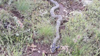 Afyon Şuhut'ta Doğa Uyarısı: Engerek Yılanı Yaylada!