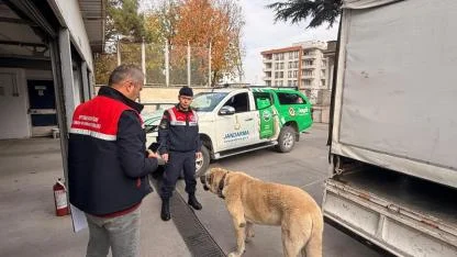 Afyon’da Köpek Dövüşüne Jandarma Baskını: 12 Şüpheli Gözaltında!