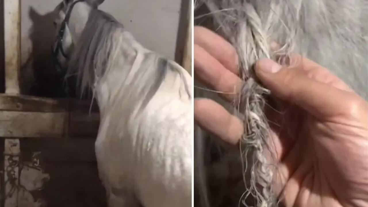 Ahıra Giren Vatandaş Atının Yelesinin Örülmüş Halini Görünce Şaşkına Döndü