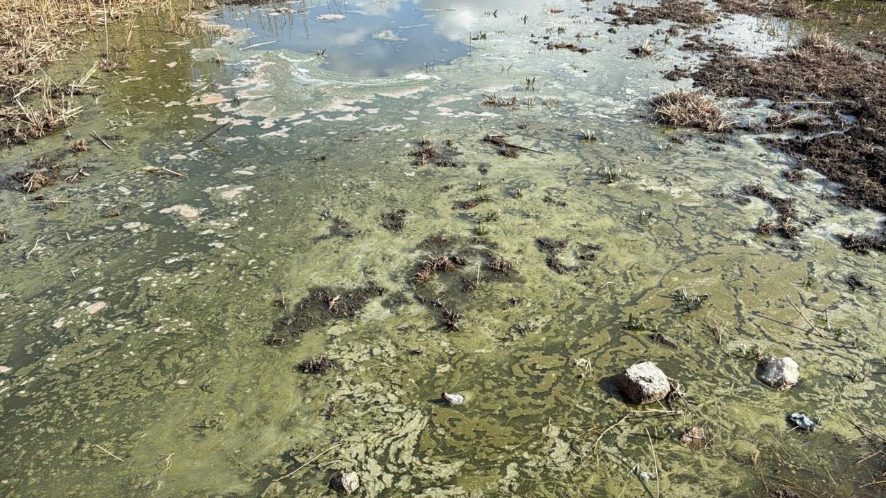 Canlıların Yuvası, Çöplerin Mekânı Oldu: Eber Gölü Kurtarılmayı Bekliyor