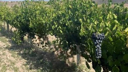 Emirdağ’ın Karacalar Üzümü Coğrafi İşaret Aldı!