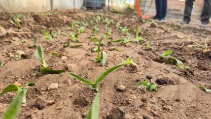 Dinar'da Kadın Çiftçiler Saleple Güçleniyor