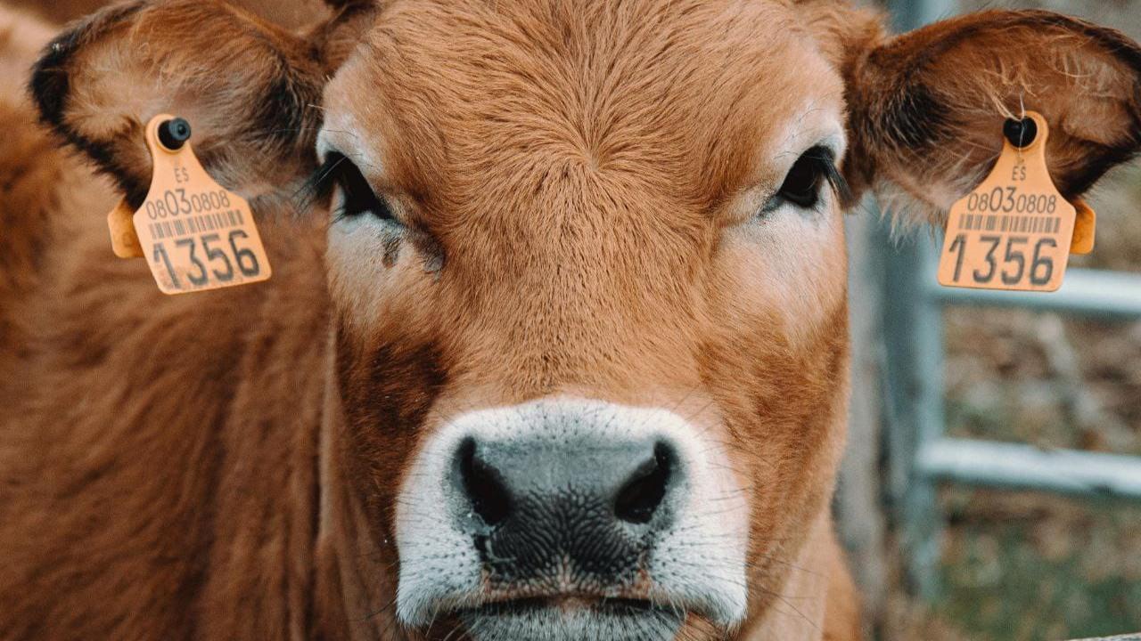 Küpe Eksikliği Nedeniyle Kabul Reddedildi!