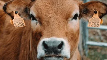 Küpe Eksikliği Nedeniyle Kabul Reddedildi!