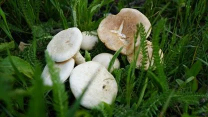 Mantar Toplamaya Giden Kişi Ormanda Kayboldu: Arama Çalışmaları Sürüyor