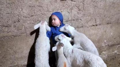 Minik Yusuf’un Kuzularla Tatlı Macerası Gülümsetti