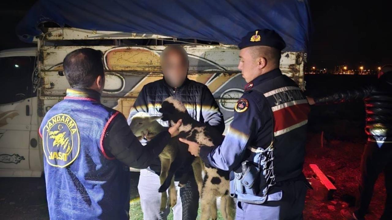Sandıklı’da 13 Küçükbaş Hayvan Çalan 4 Şüpheli Jandarma Tarafından Yakalandı