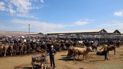 Şuhut Canlı Hayvan Pazarı Bu Hafta Sonu Açılıyor!