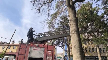 Şuhut’ta İtfaiyeden Film Gibi Kedi Operasyonu