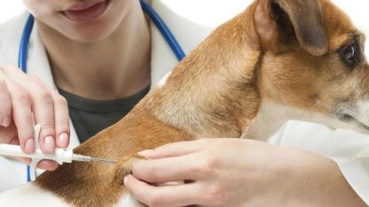 Tarım ve Orman İl Müdürlüğünden Mikroçip Uyarısı